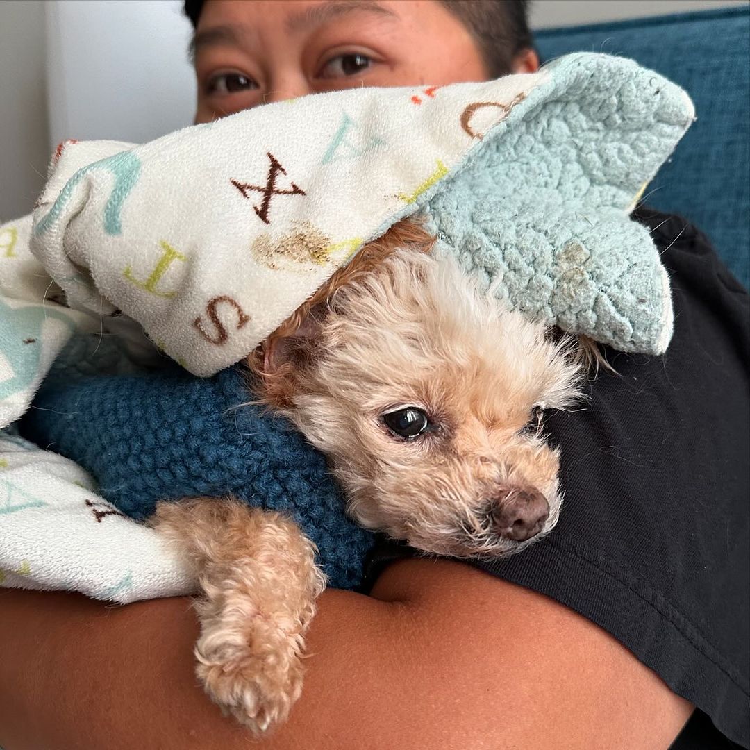 man holding a senior dog