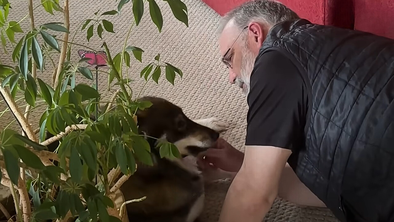 man lying on the ground with a dog