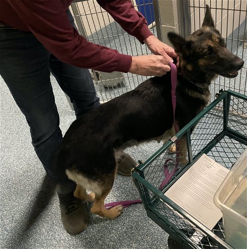 man putting a leash on the dog