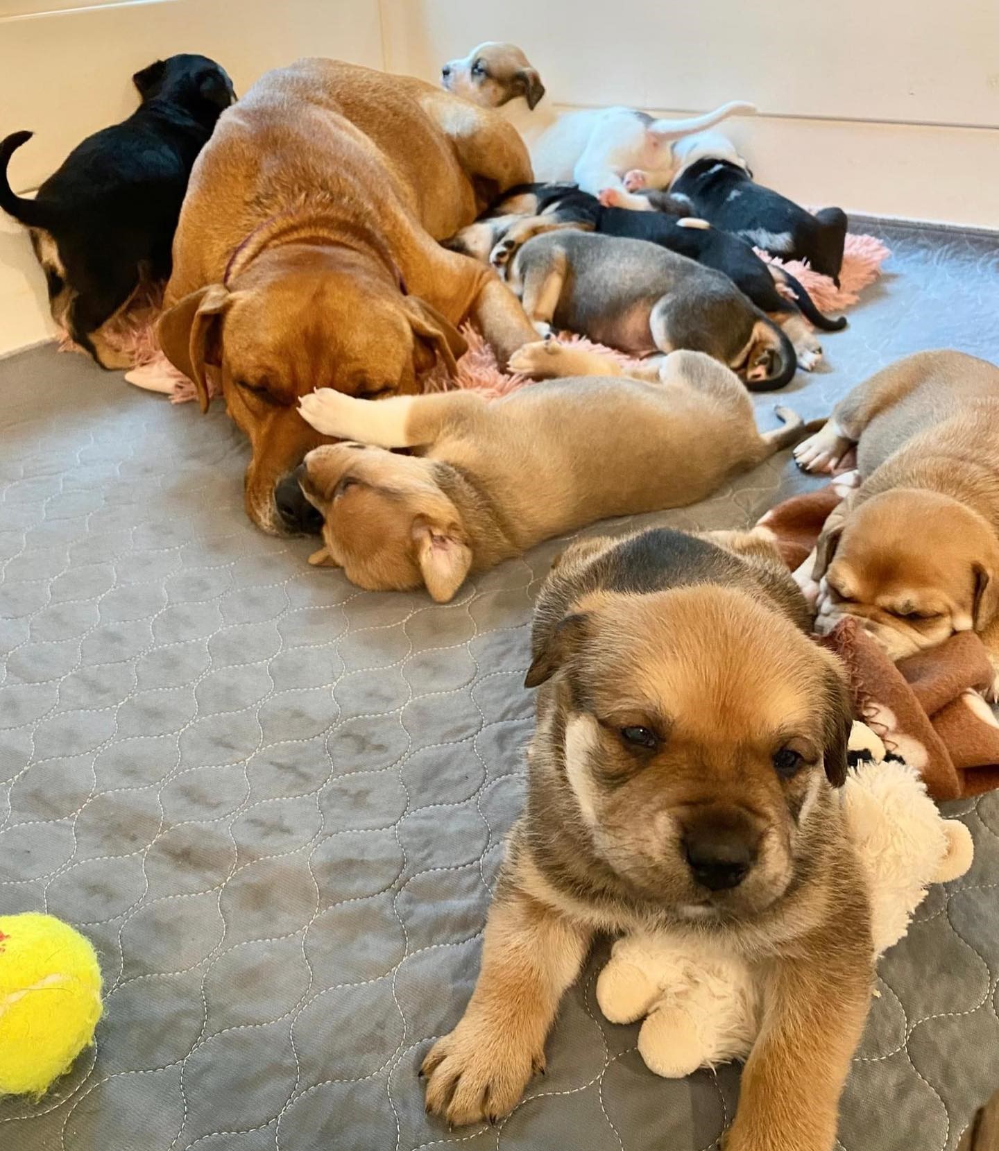 mother dog and sweet puppies