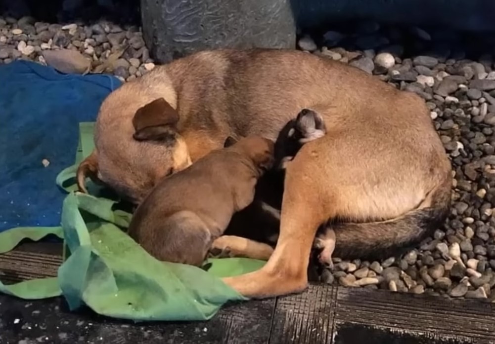 mother dog feeding a puppies