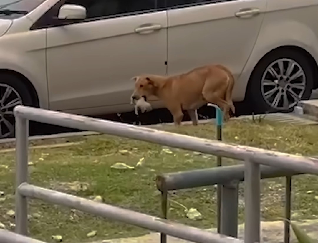 mother dog holding puppy in mouth