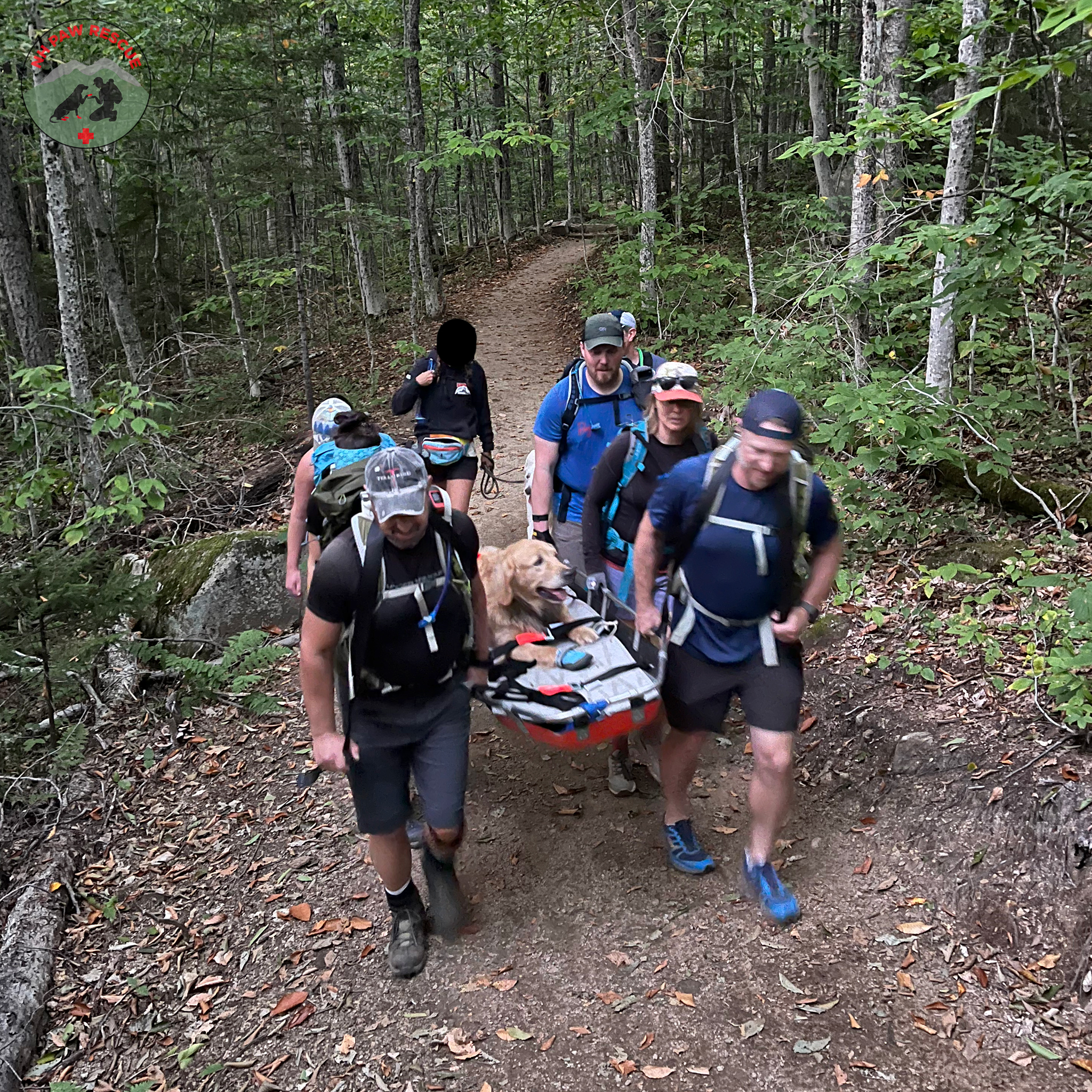 mountaineers carry a golden retriever on a stretcher