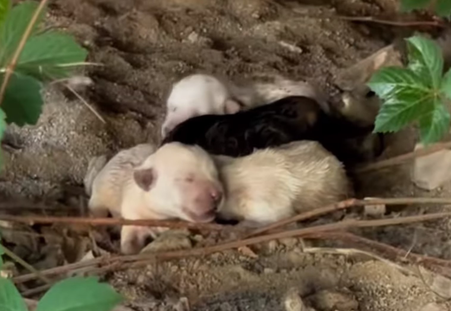 newborn puppies abandoned