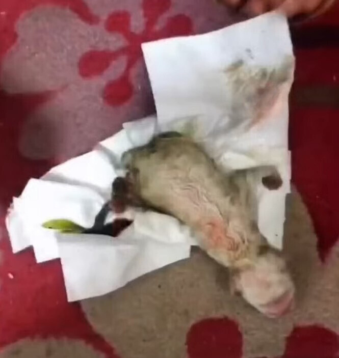 newborn puppy lying on tissues