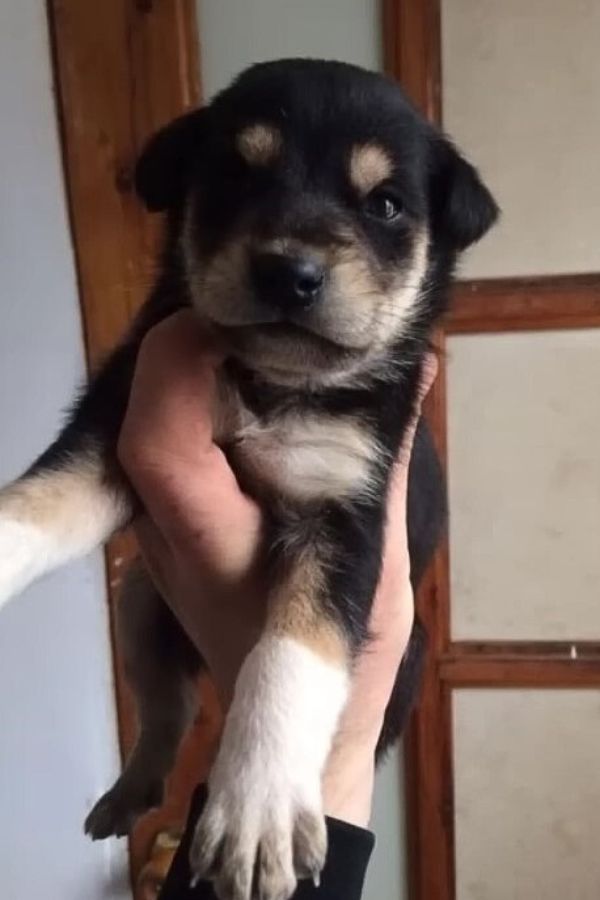 owner holding a black puppy