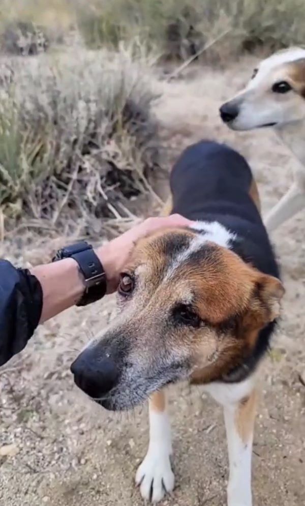 person petting a pretty dog