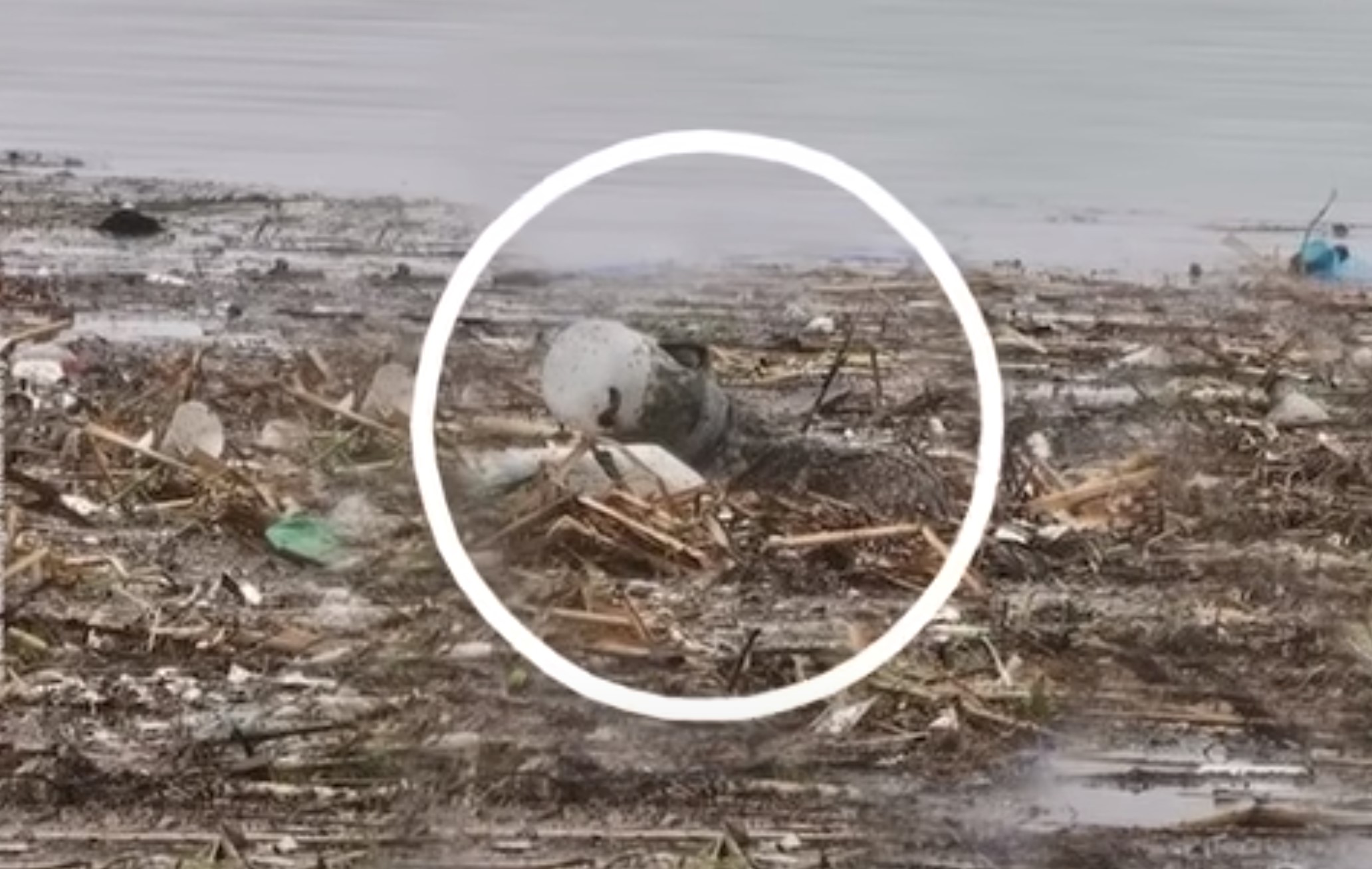 photo of animal in a flooded river