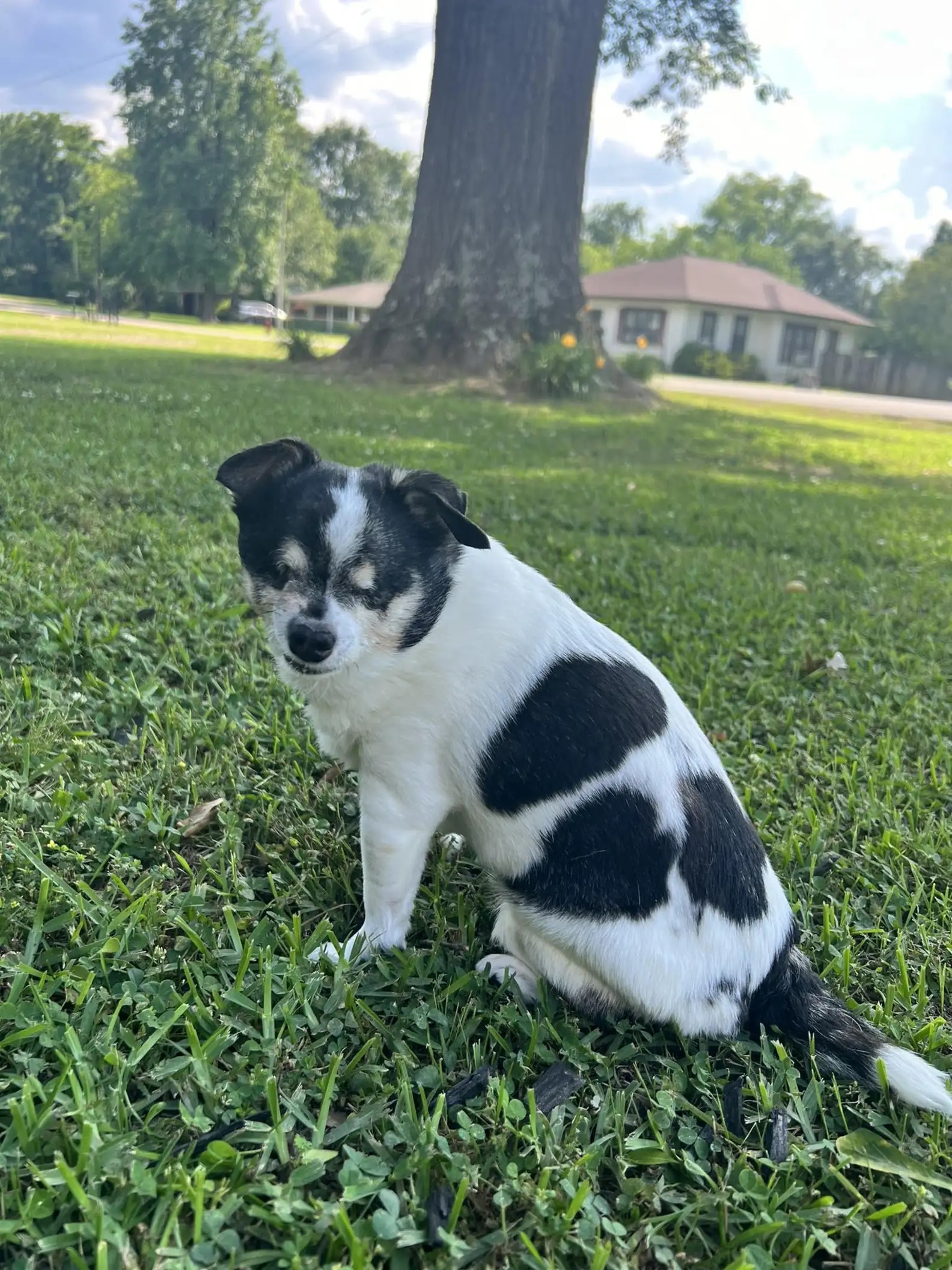 photo of blind dog on grass