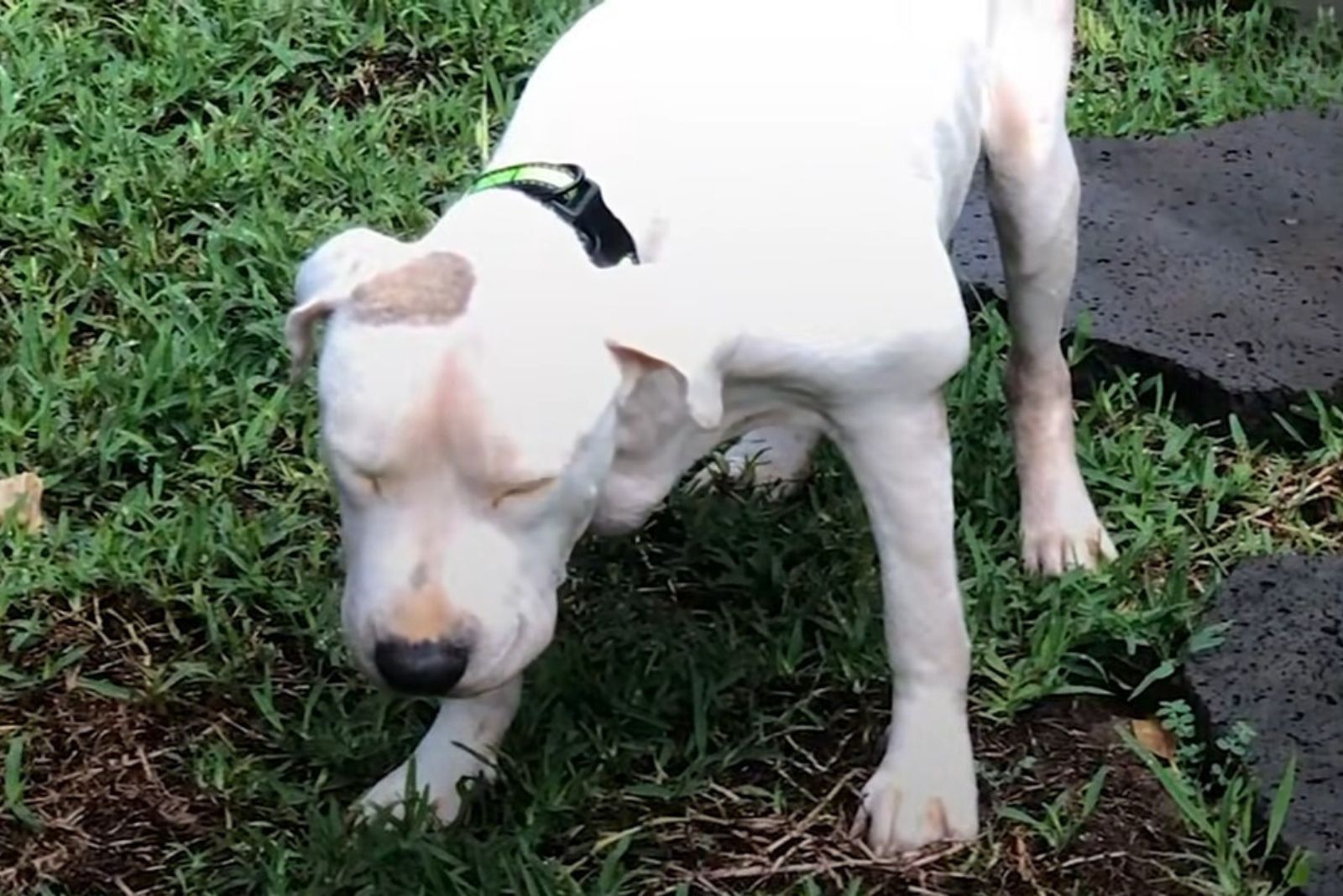 pit bull on the grass