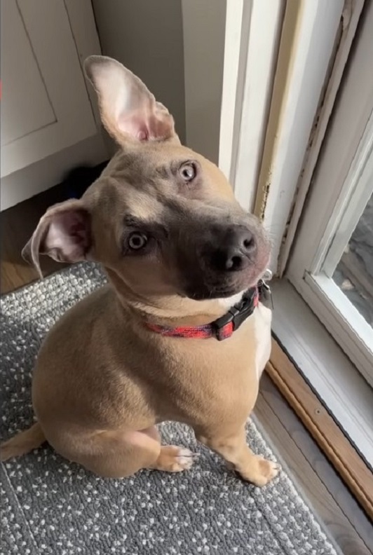 pit bull sitting by the door