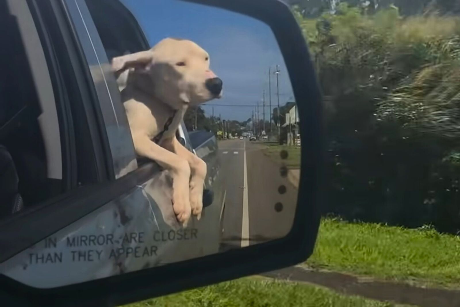 pittie on the car window