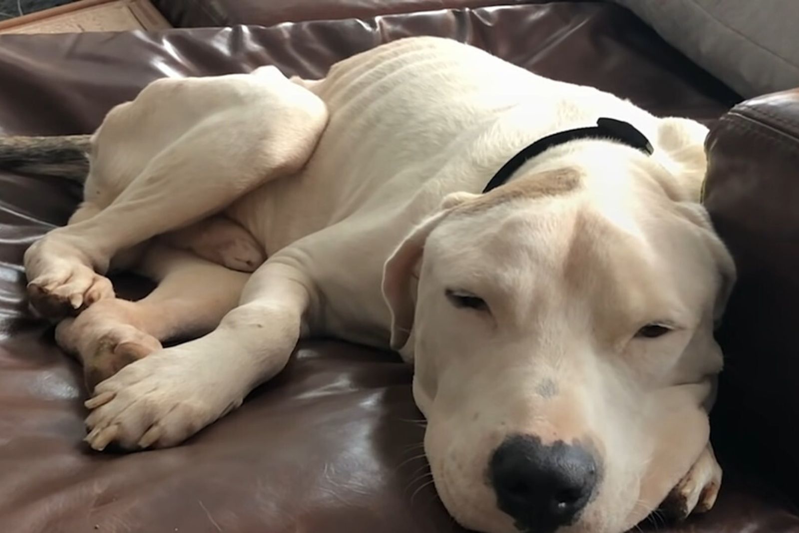 pittie sleeping on the couch