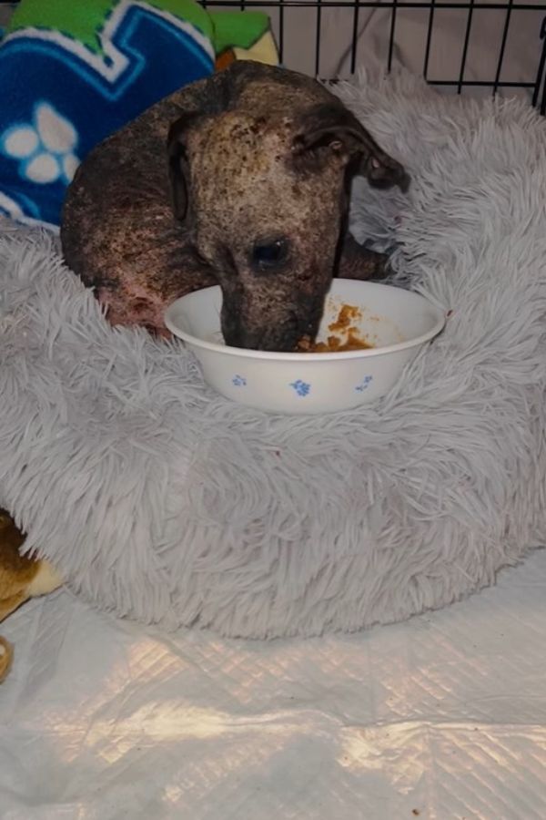 poor injured dog eating food from bowl