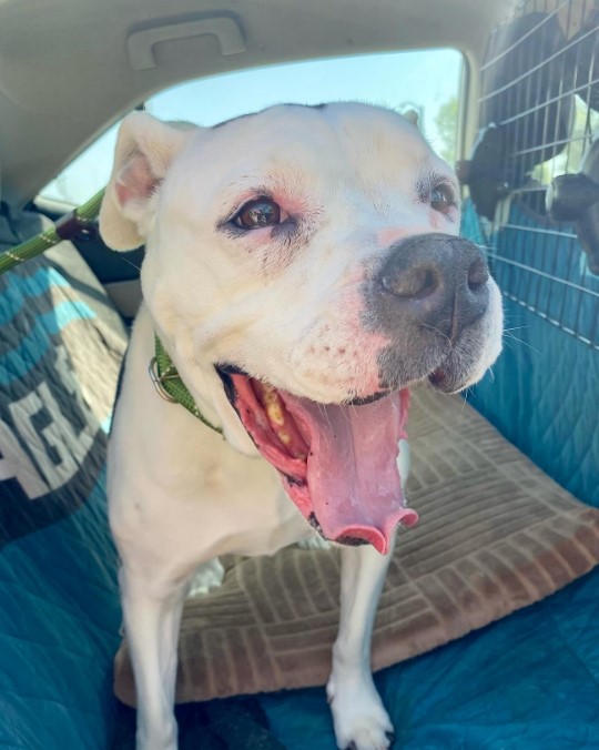 portrait of a pit bull in a car