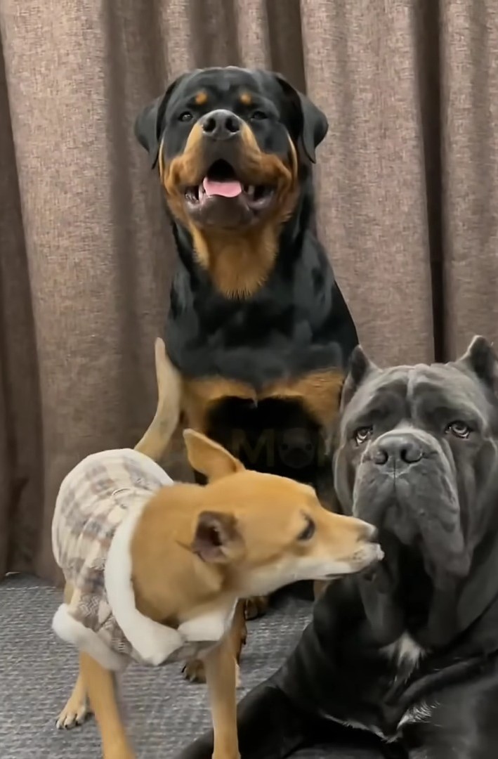 portrait of three dogs