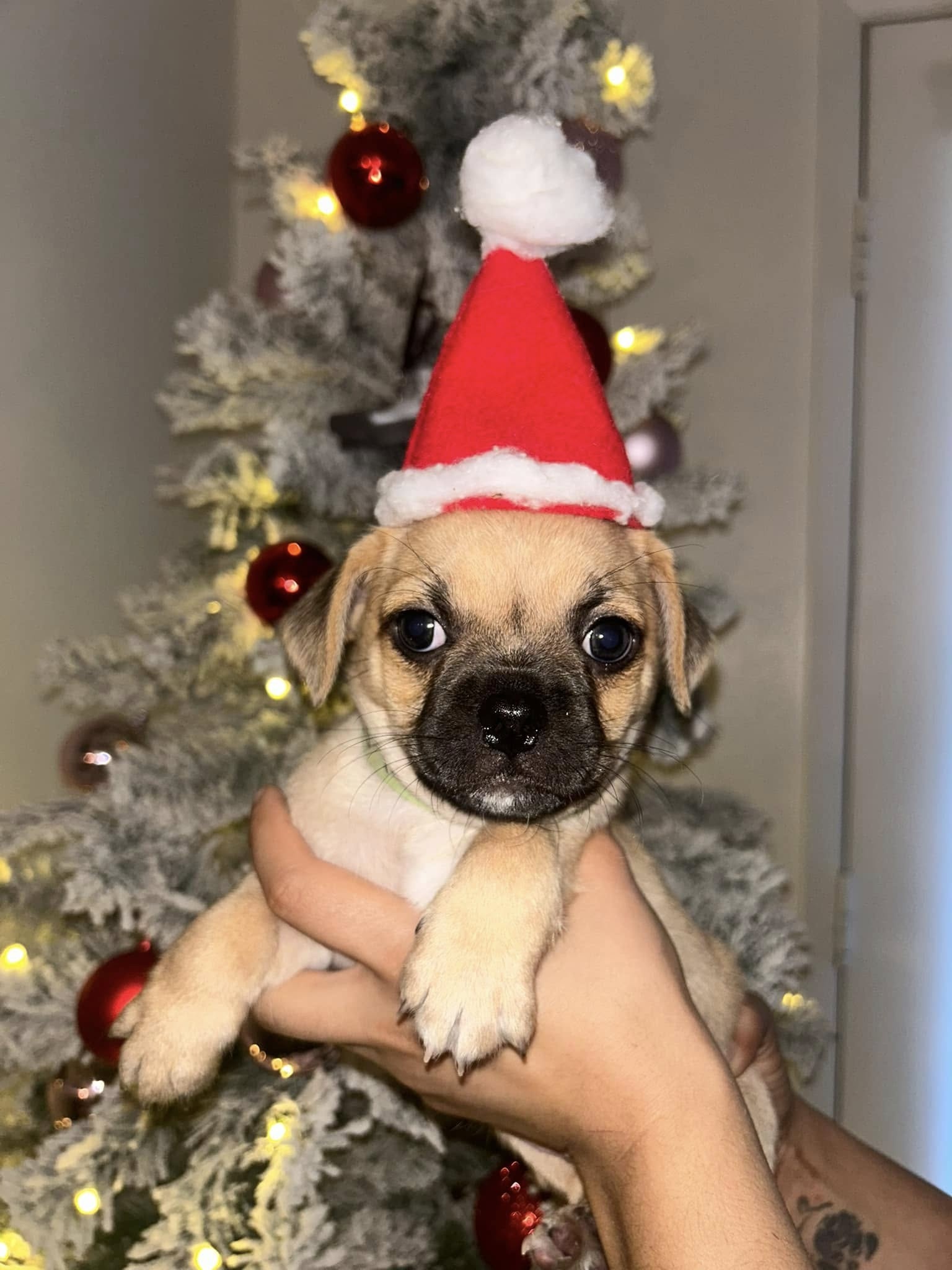 pug puppy with hat