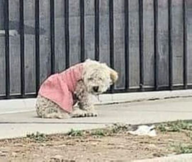 pup in a pink dress