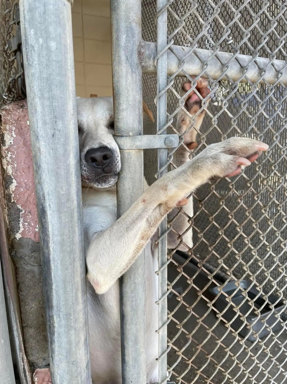 pup reaching his paw through kennel