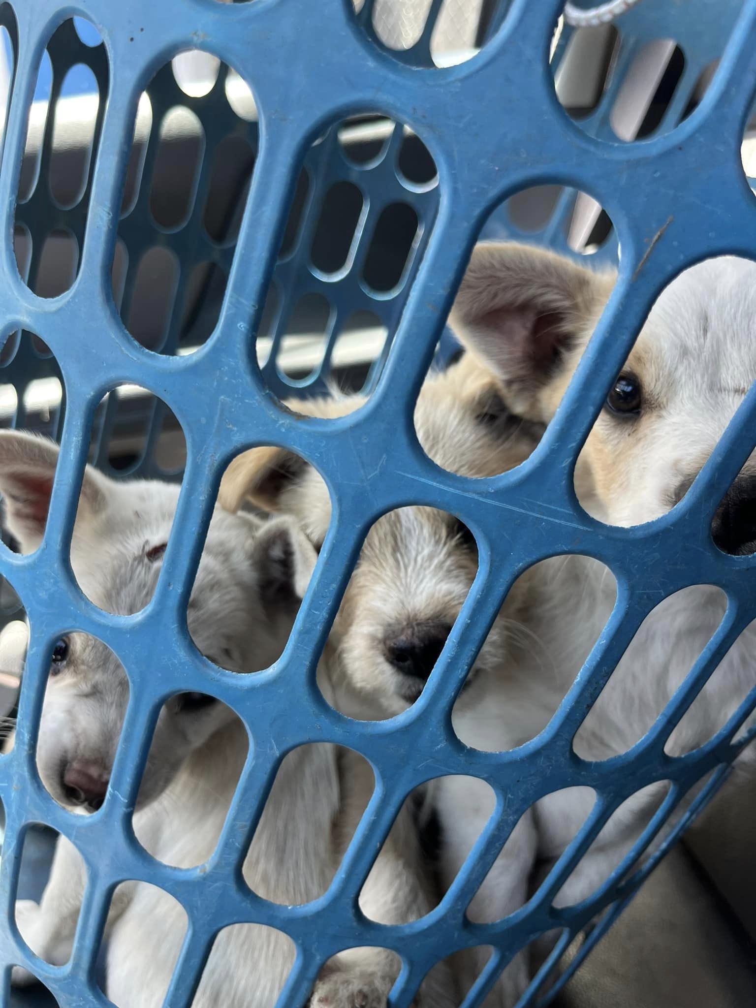 puppies in basket