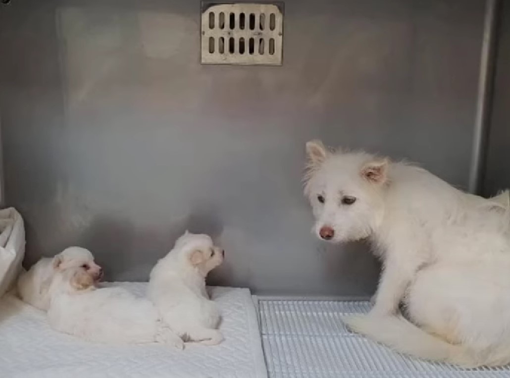 puppies lying next to mom dog