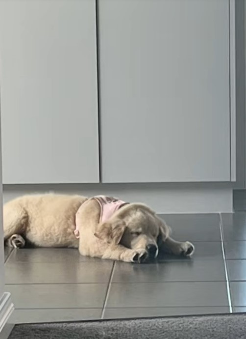 puppy sleeping on the floor