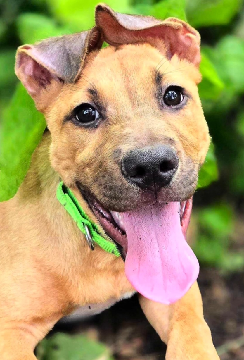 puppy sticking its tongue out