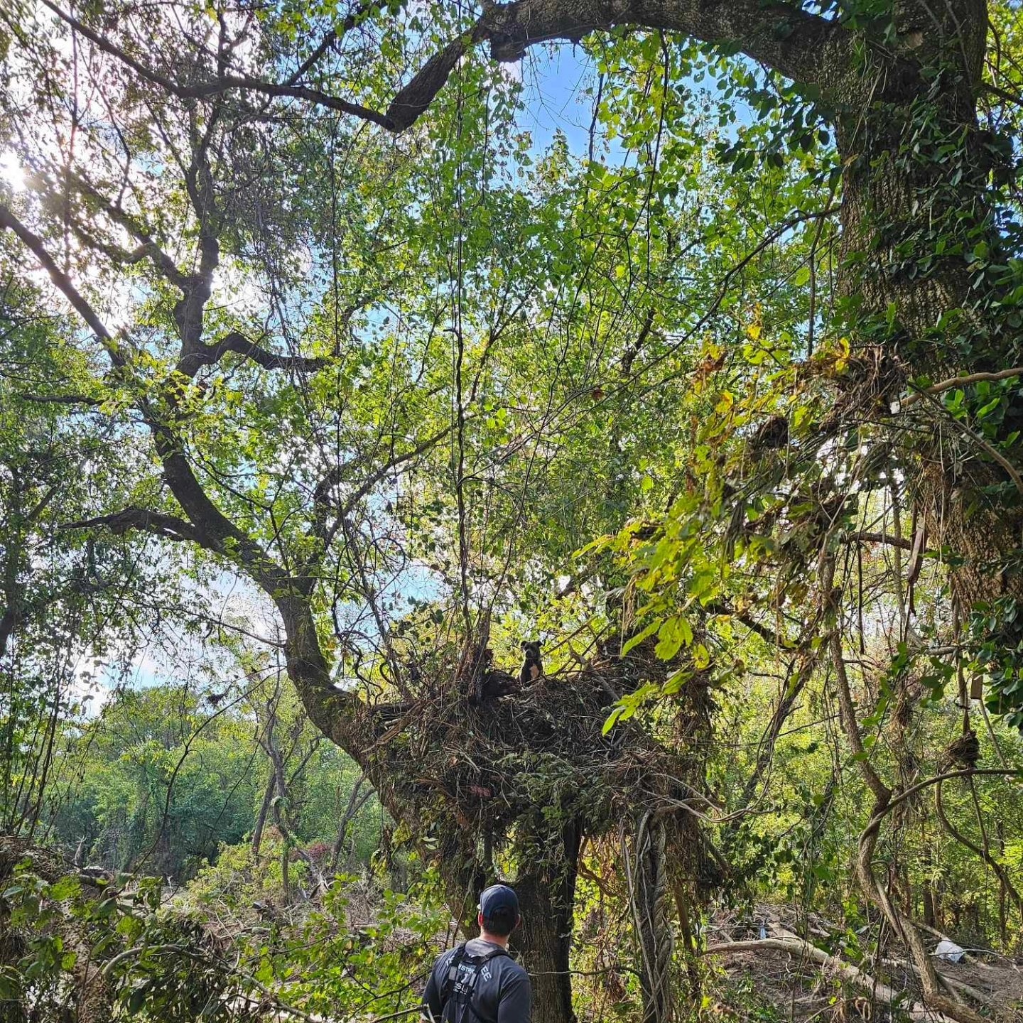 rescuers and a dog on the tree