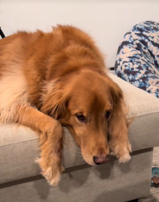 sad dog laying on a couch