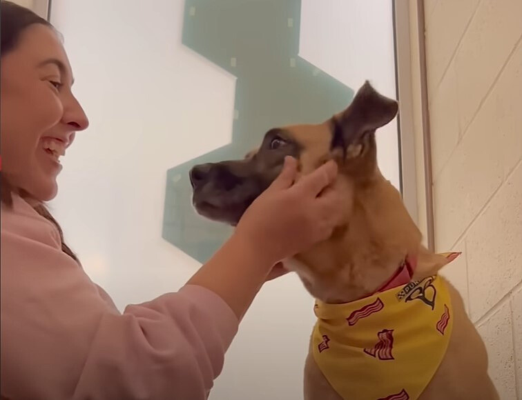 smiling woman touching dogs face