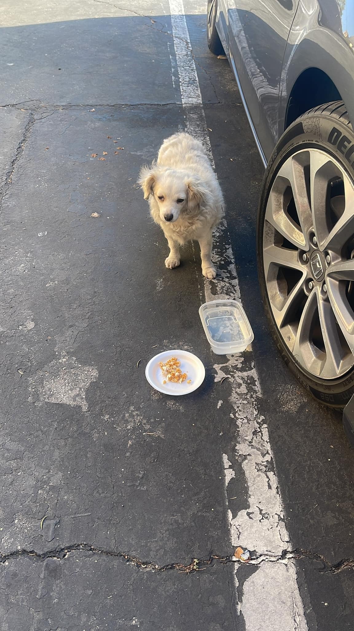 stray dog with food and water on the floor