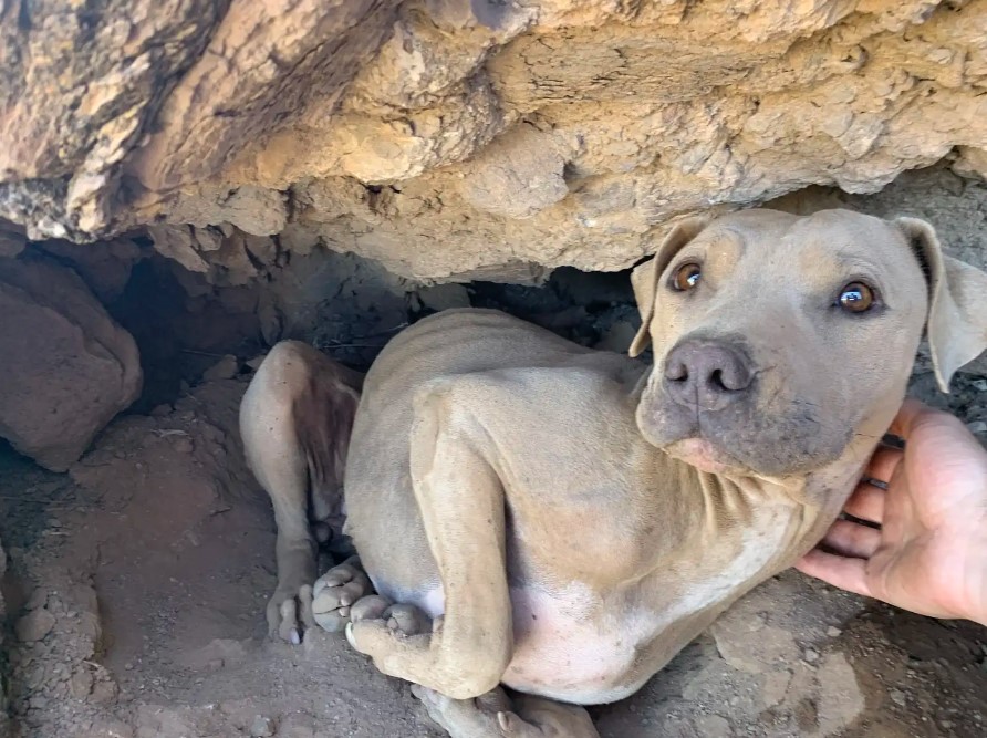 stray dog in mountain