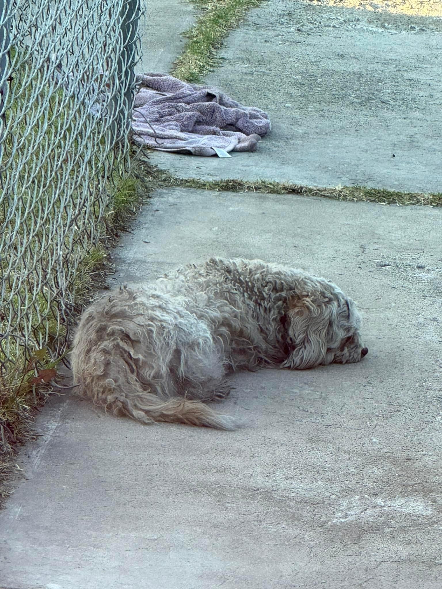 stray dog laying down