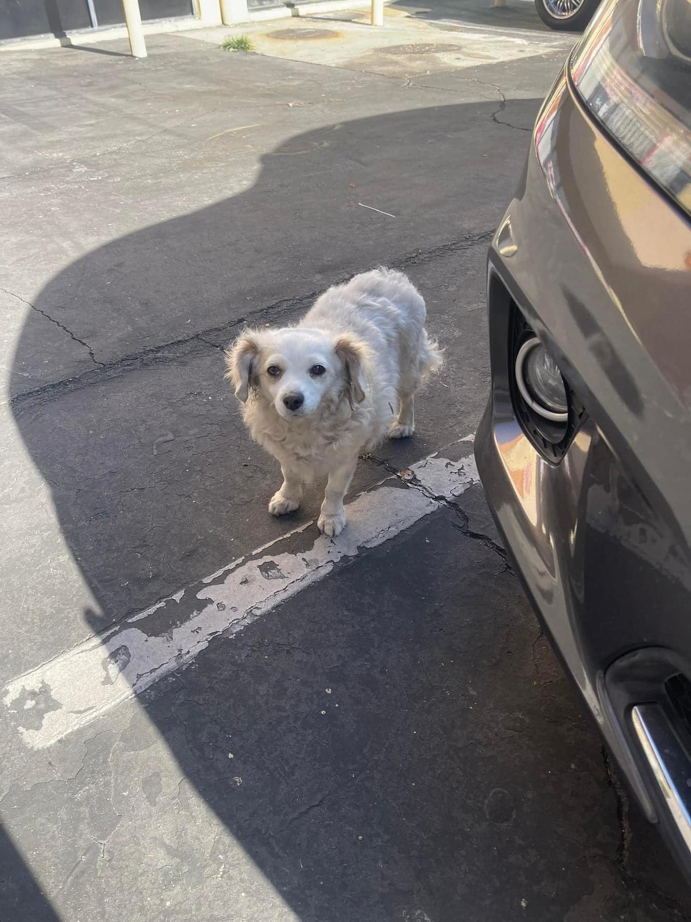 stray puppy standing on the parking lot