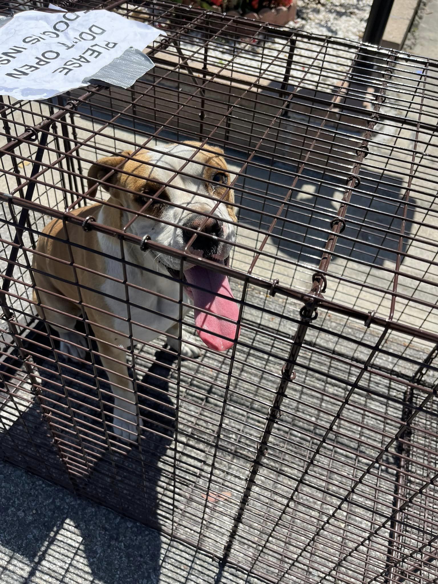 sweet dog in cage