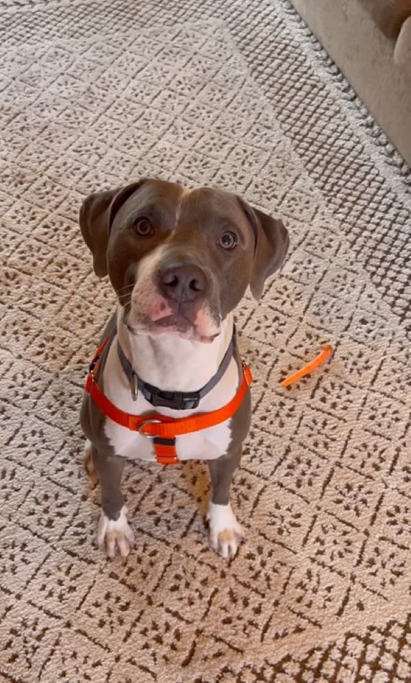 sweet dog sitting on a rug