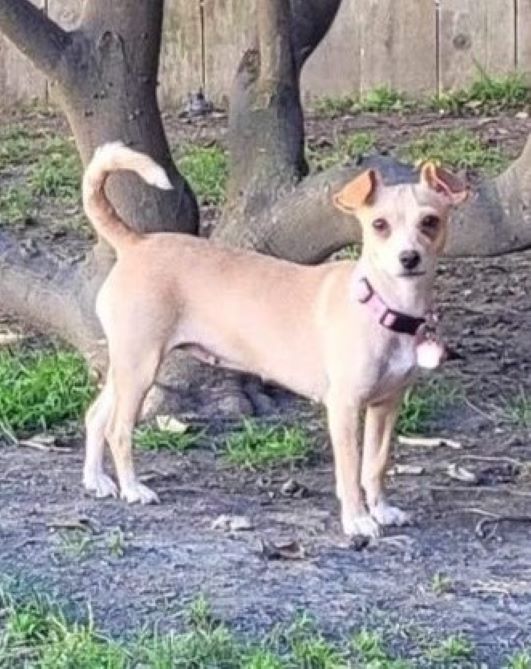 sweet puppy with pink collar standing outside in nature