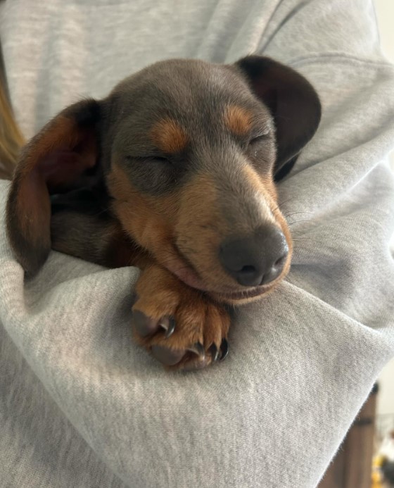 the dachshund sleeps in the girl's arms