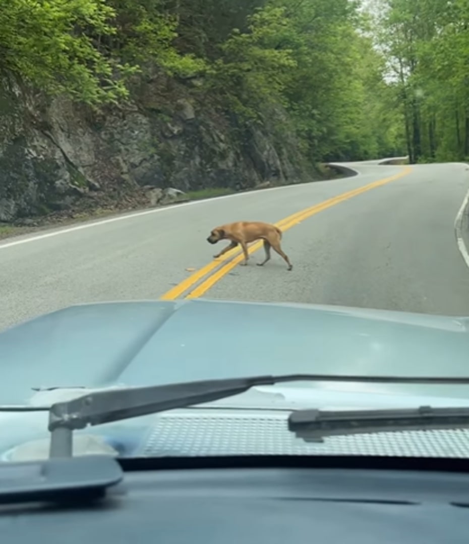 the dog is walking in the middle of the road