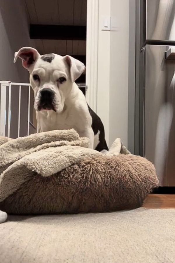 the dog started to lie down on his pillow