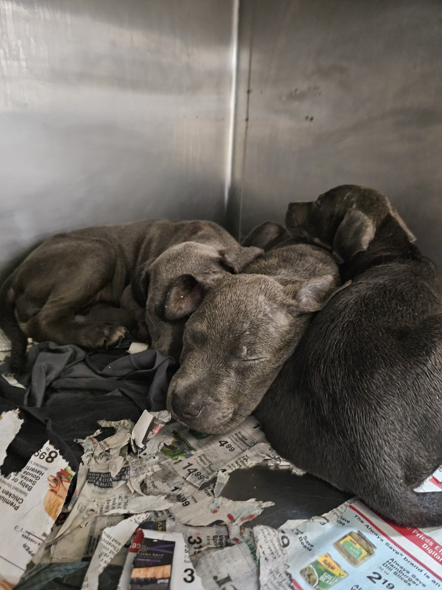 the dogs sleep on newspapers in the box