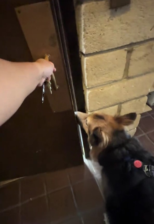 the owner opens the door for the dog to enter