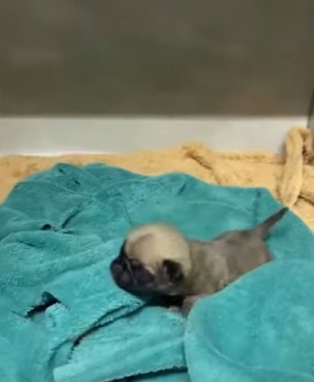 the puppy is lying on a green towel