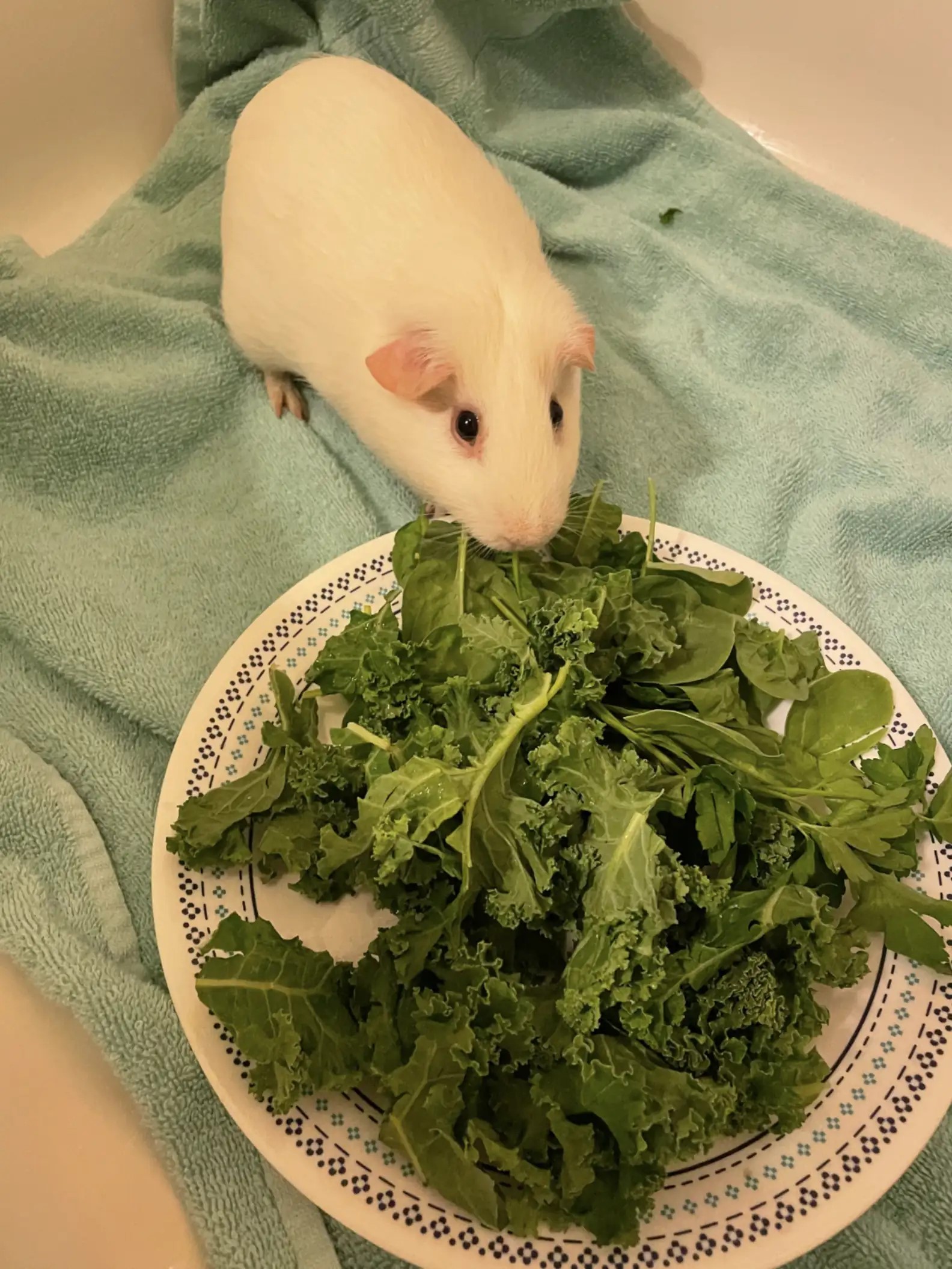 the rabbit eats the salad from the plate