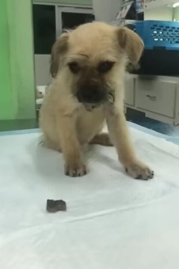 the rescued dog on the bed looks at the treat