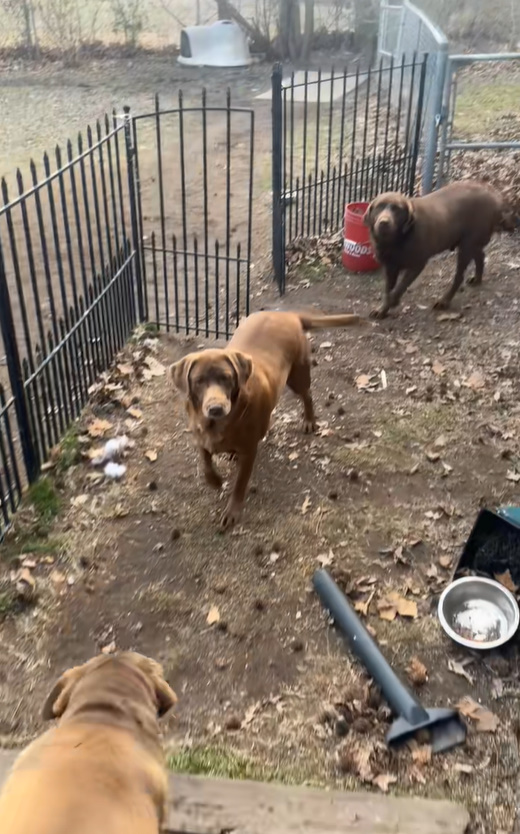 three cute dogs