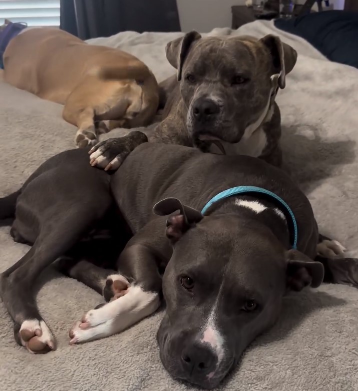 three dogs laying on a bed