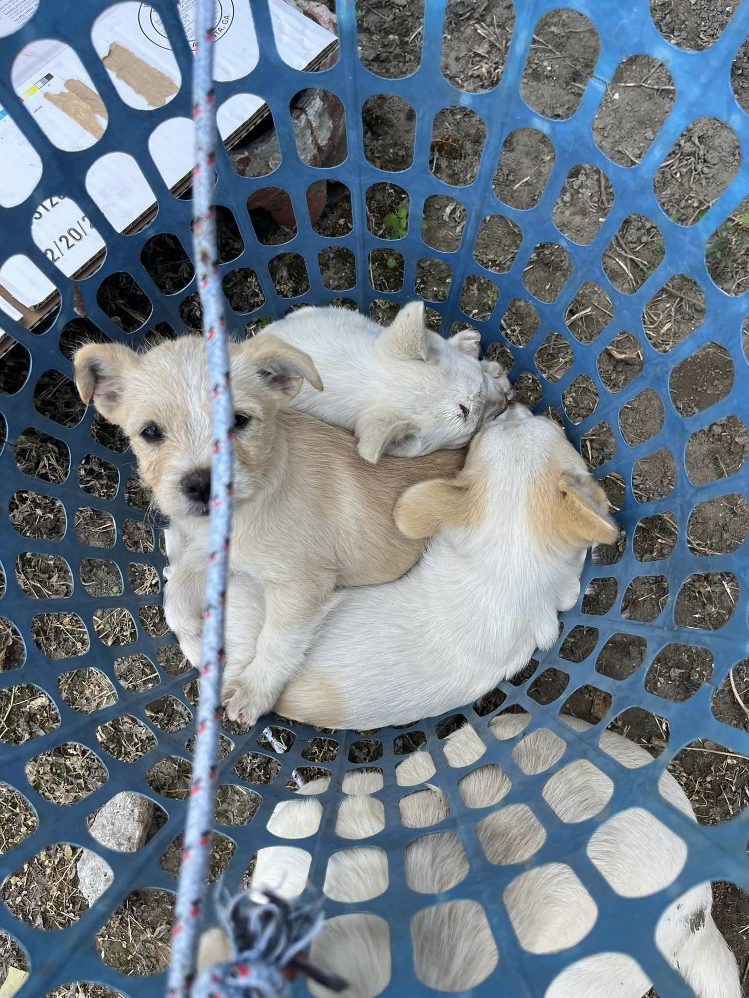 three puppies in basket