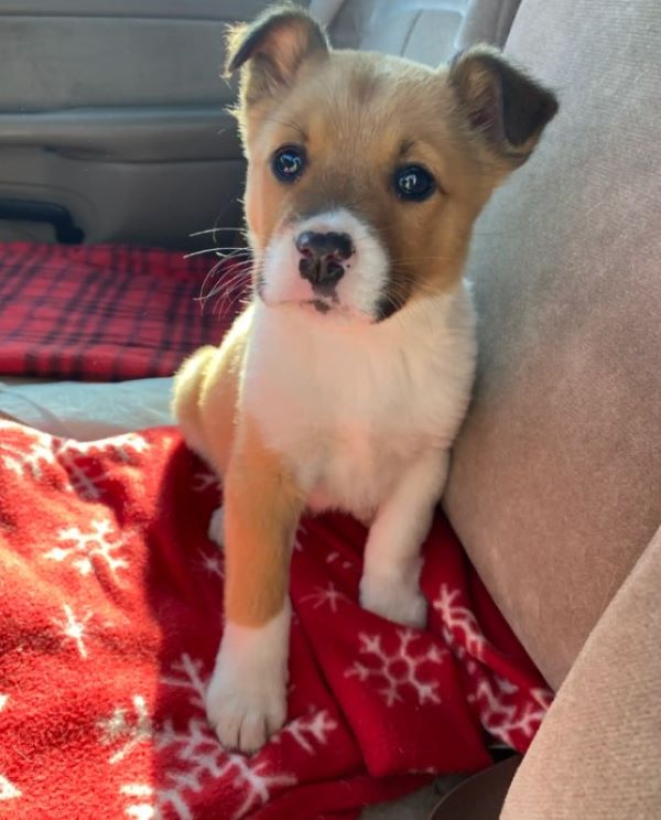 tiny dog in car