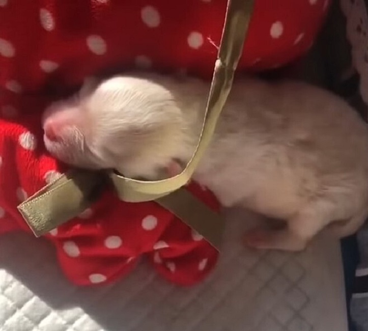 tiny puppy sleeping